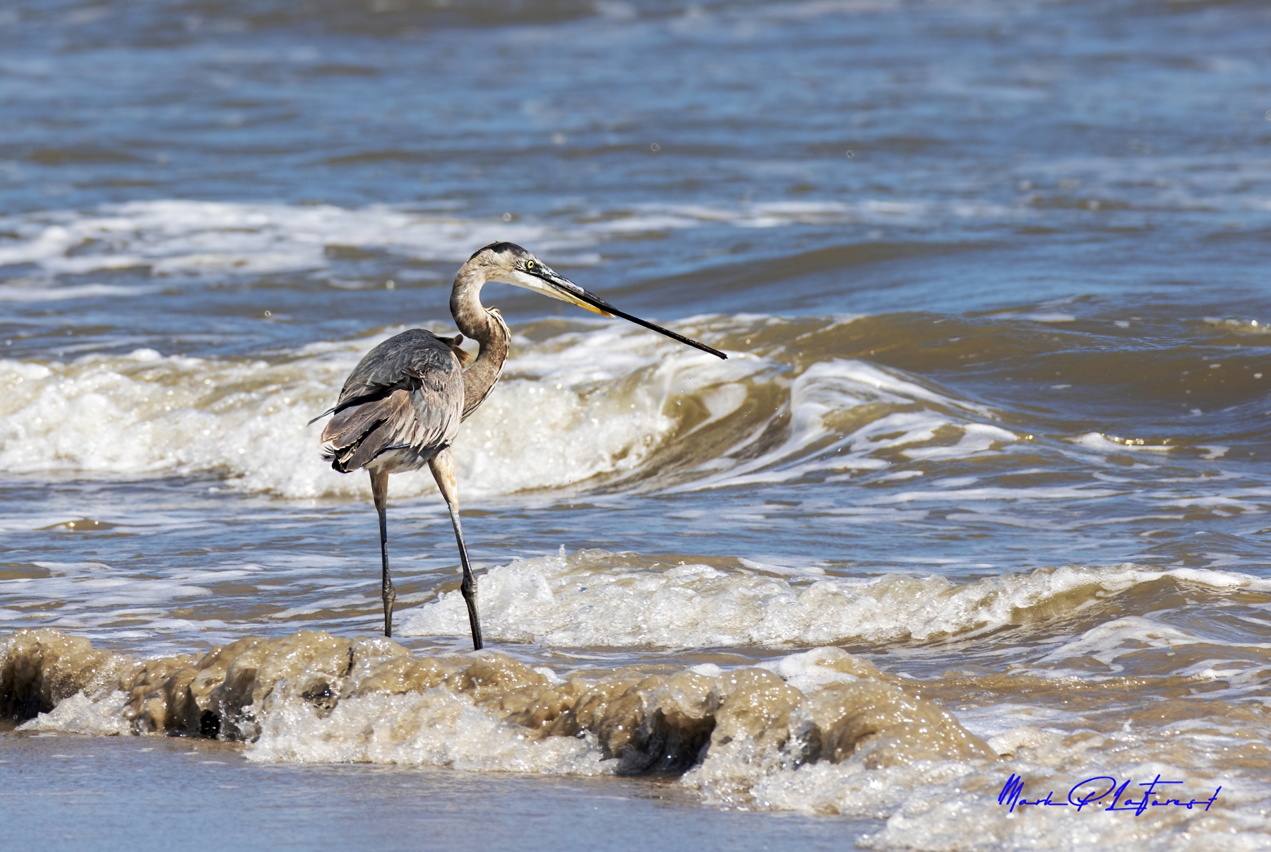 Great Grey Heron, Port Aransas, Texas